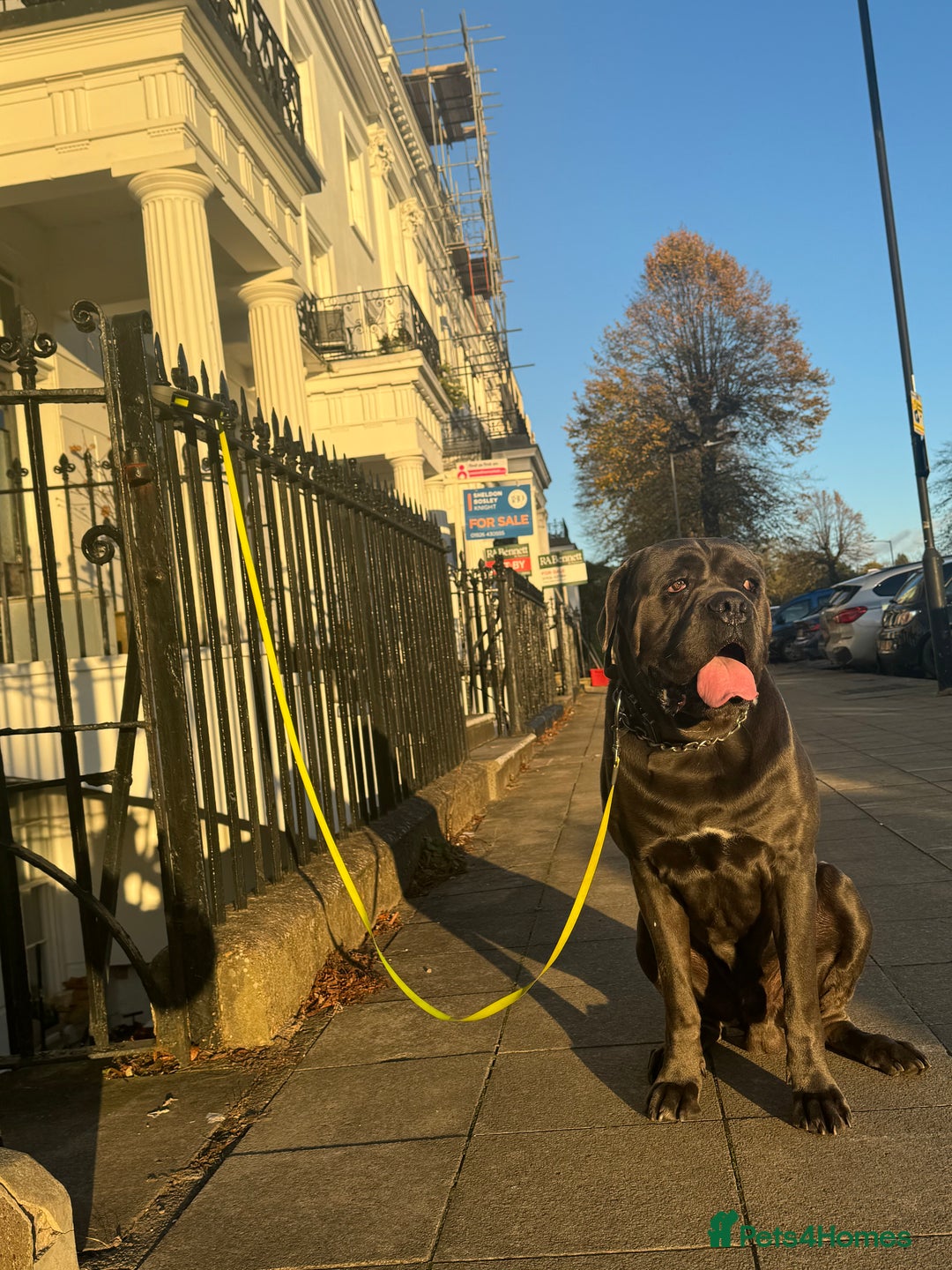 Cane Corso dogs for stud: Kain - For Stud - Image 10