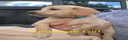Golden Retriever dogs for sale: Extensively Health Tested Kc Reg Pups in Doncaster - Advert 5