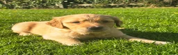 Golden Retriever dogs for sale: *Beautiful KC, DNA clear Golden retriever pups* - Advert 9