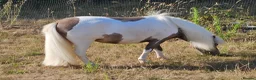 Miniature horses for sale: Reg American Miniature Horse Filly - Advert 6
