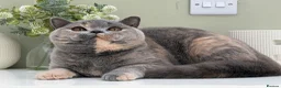 British Shorthair cats for sale: Stunning Blue Cream British - Advert 4
