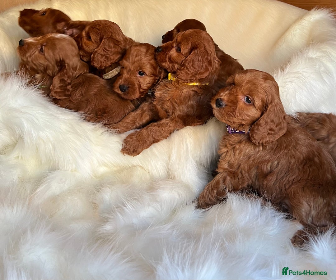 Cockapoo dogs for sale: LAST GIRL!!!!! F1 Cockapoo Puppies!!! - Advert 3