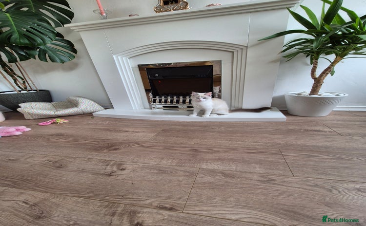Ragdoll cats - Advert 4