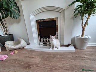 Ragdoll cats - Advert 10