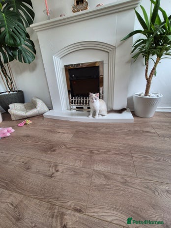 Ragdoll cats - Advert 10