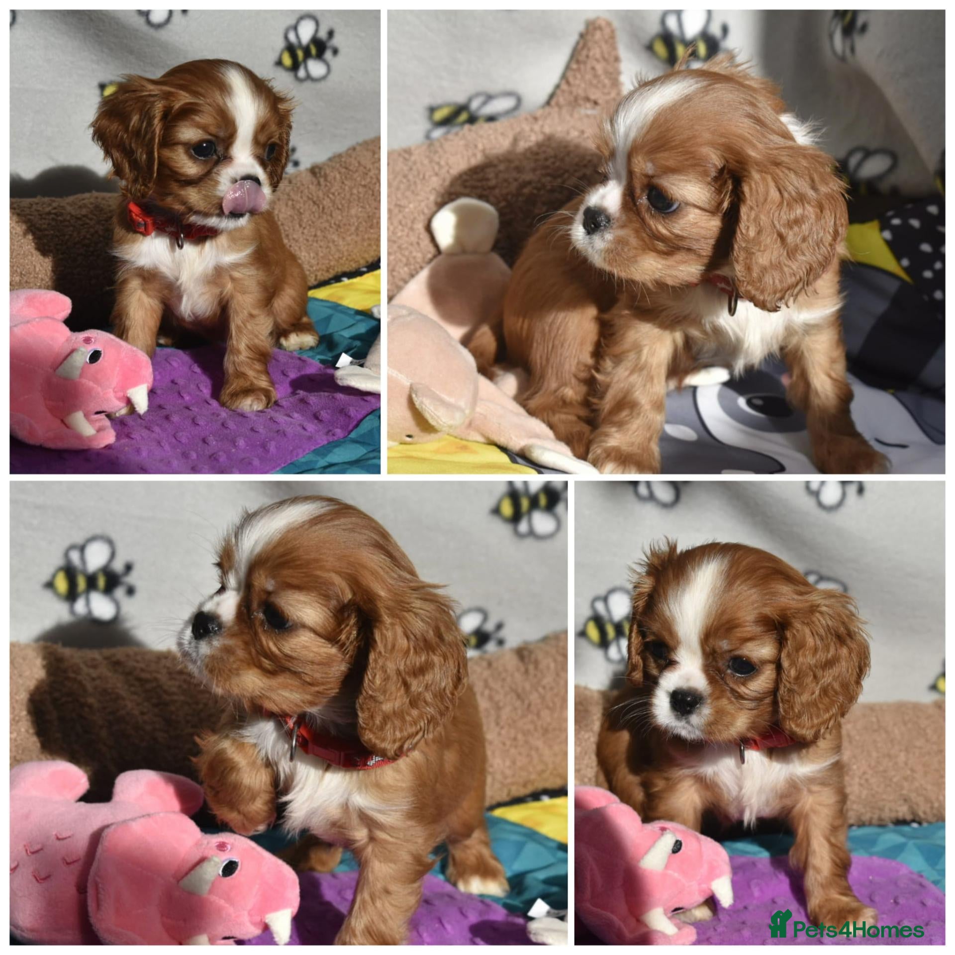 Cavalier King Charles Spaniel dogs for sale: Health Tested- Cavalier King Charles Spaniel - Advert 5