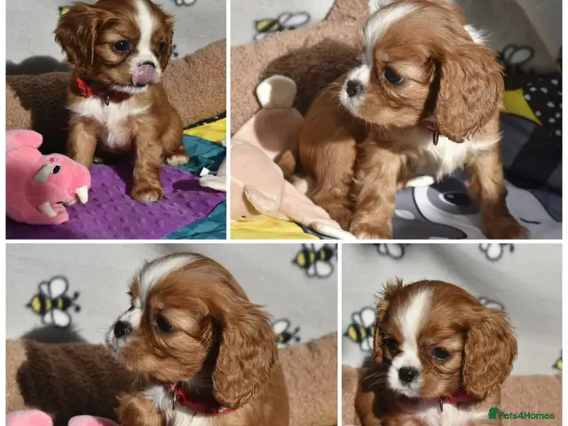 Cavalier King Charles Spaniel dogs for sale: Health Tested- Cavalier King Charles Spaniel - Advert 5
