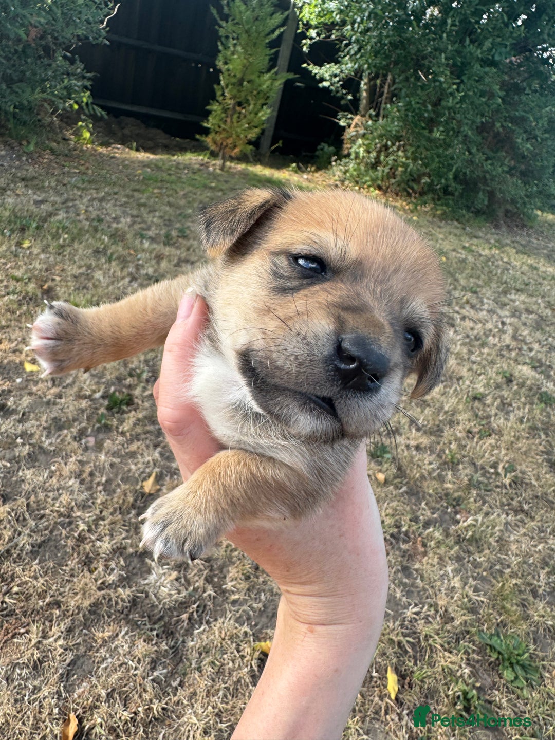 Jack Russell dogs for sale: Jack Russell puppies!  - Image 1
