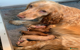 Cocker Spaniel dogs for sale: Top Class KC Regd Working Cocker Spaniel puppies - Image 5