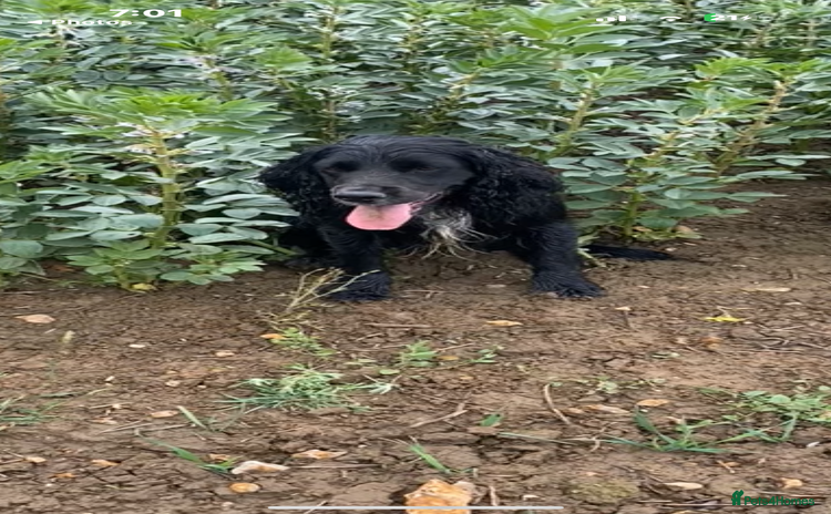 Cocker Spaniel dogs - Advert 15
