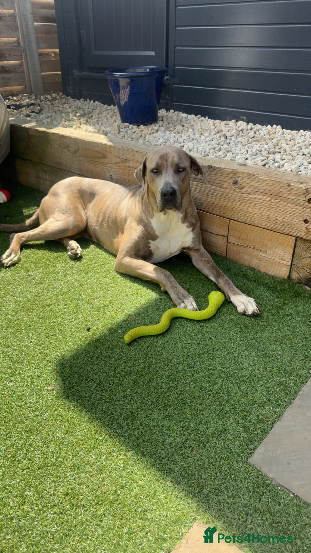 Mixed Breed dogs for sale: Narla - Image 2