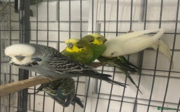 Budgerigars birds for sale: Beautiful budgies - Image 4