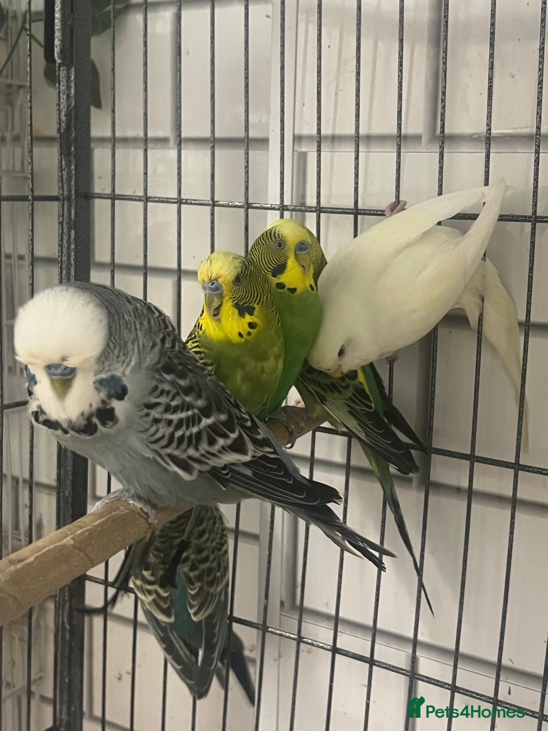Budgerigars birds for sale: Beautiful budgies - Image 4