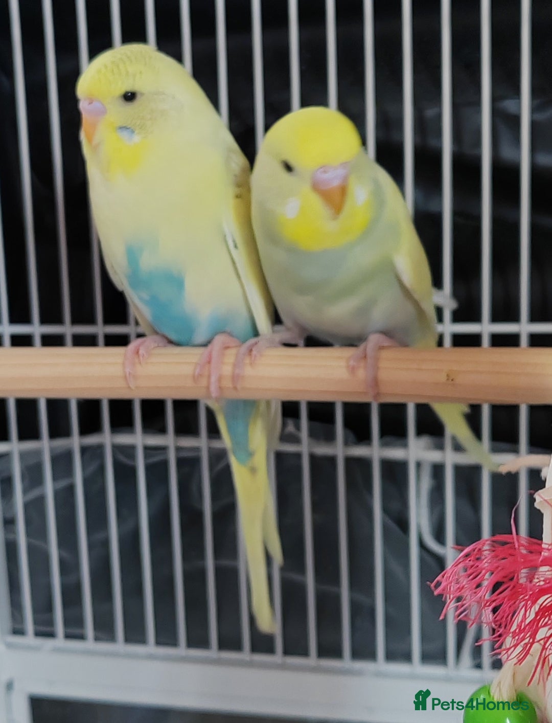 Budgerigars birds for sale: Beautiful Baby Budgies  - Image 7