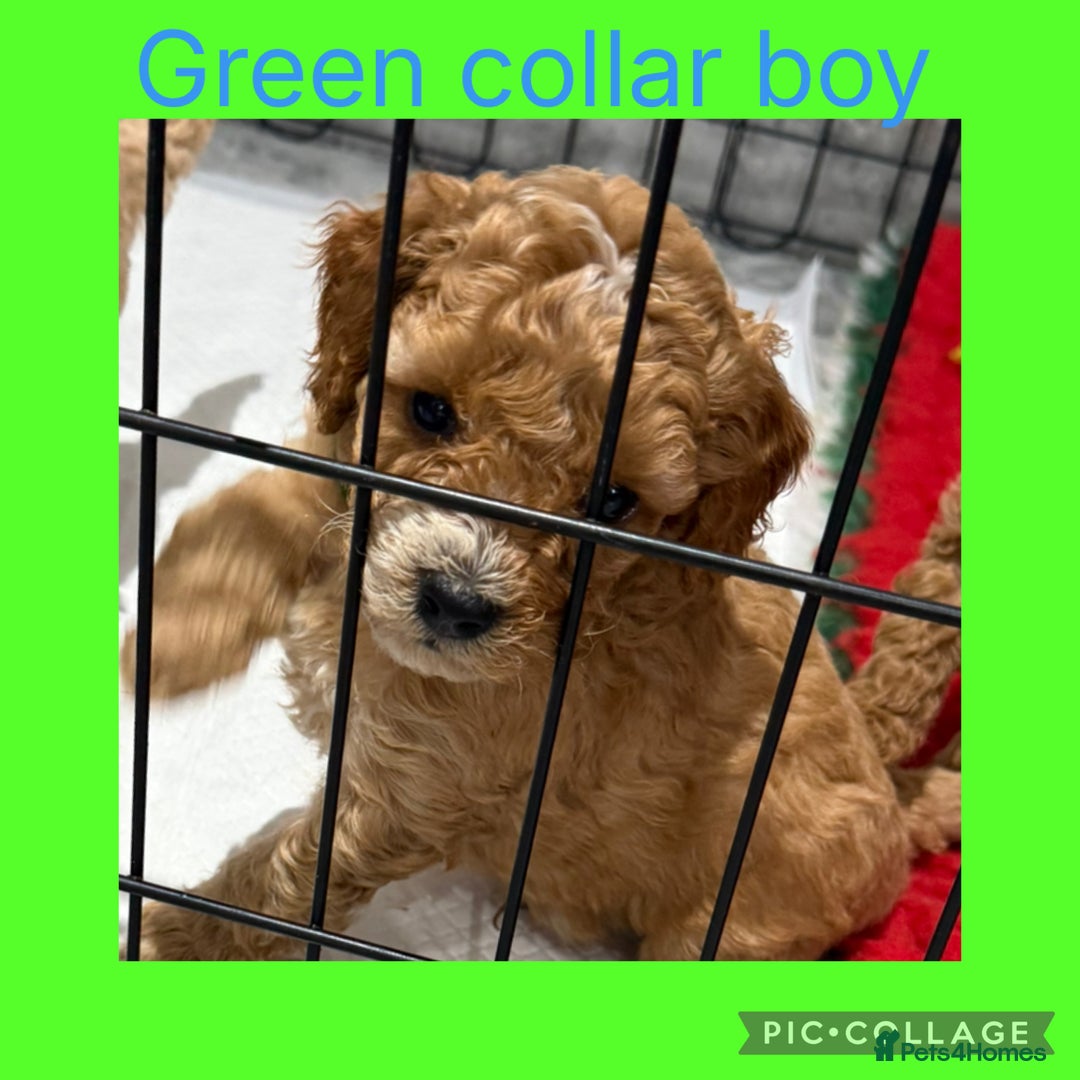 Cavapoo dogs for sale: 8 x cavapoo F1B puppies ready to leave  - Advert 14