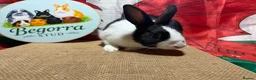Dutch rabbits for sale: Gorgeous Dutch rabbits - Advert 4