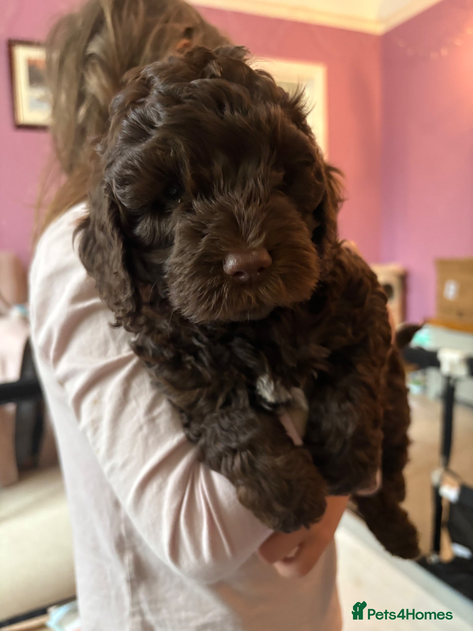 Cockapoo dogs Stunning cockapoo puppies to be reserved  - Advert 17