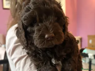 Cockapoo dogs Stunning cockapoo puppies to be reserved - Advert 17
