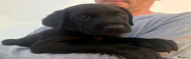 Labrador Retriever Puppy 9