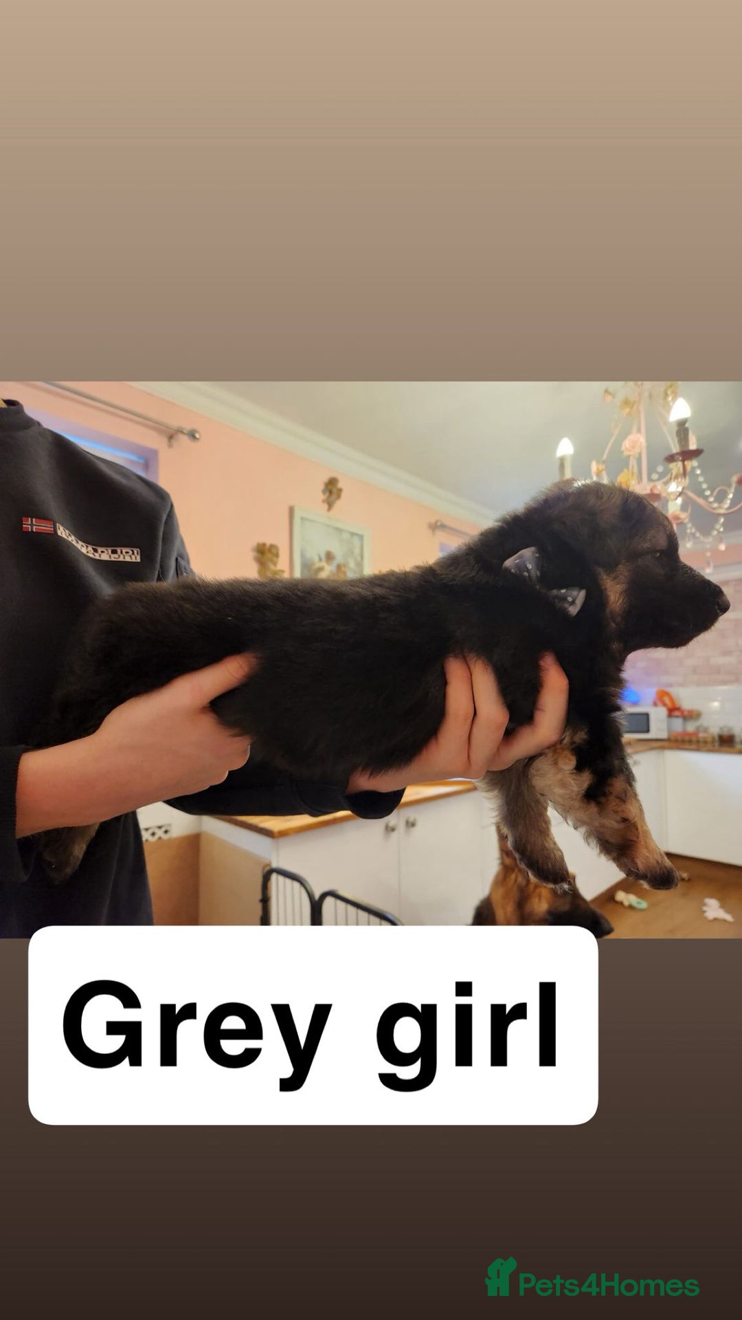 German Shepherd dogs for sale: Medium haired German shepherd pups  - Advert 6