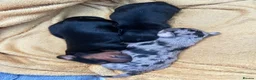 Dachshund dogs for sale: Miniature Dachshund Puppies Read Soon  - Advert 9