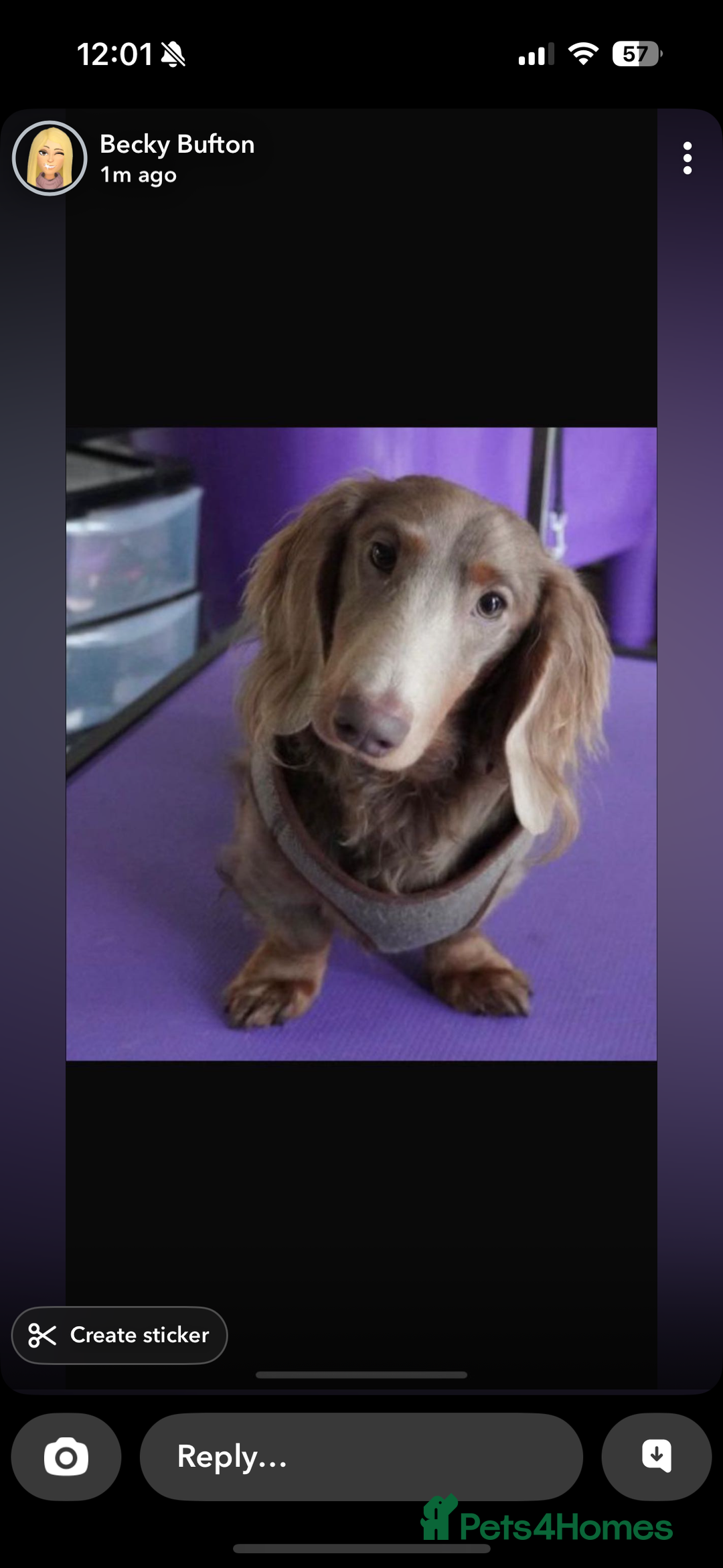 Miniature Dachshund dogs for sale: Handsome Isabella & tan male  - Image 6
