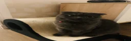Scottish Fold cats for sale: Adult Female Scottish Folds Cats - Advert 2