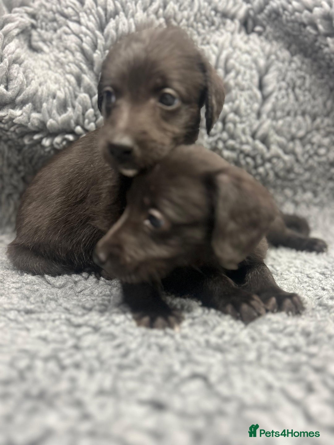 Mixed Breed dogs for sale: GENUINE BEDDY WHIPPETS 2 BOYS LEFT - Advert 17