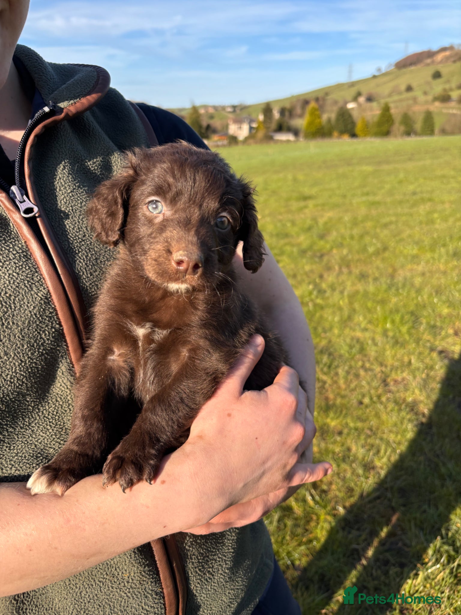 Mixed Breed dogs Beautiful Sprollie pups - Advert 8