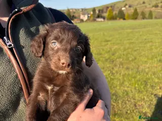 Mixed Breed dogs Beautiful Sprollie pups - Advert 1