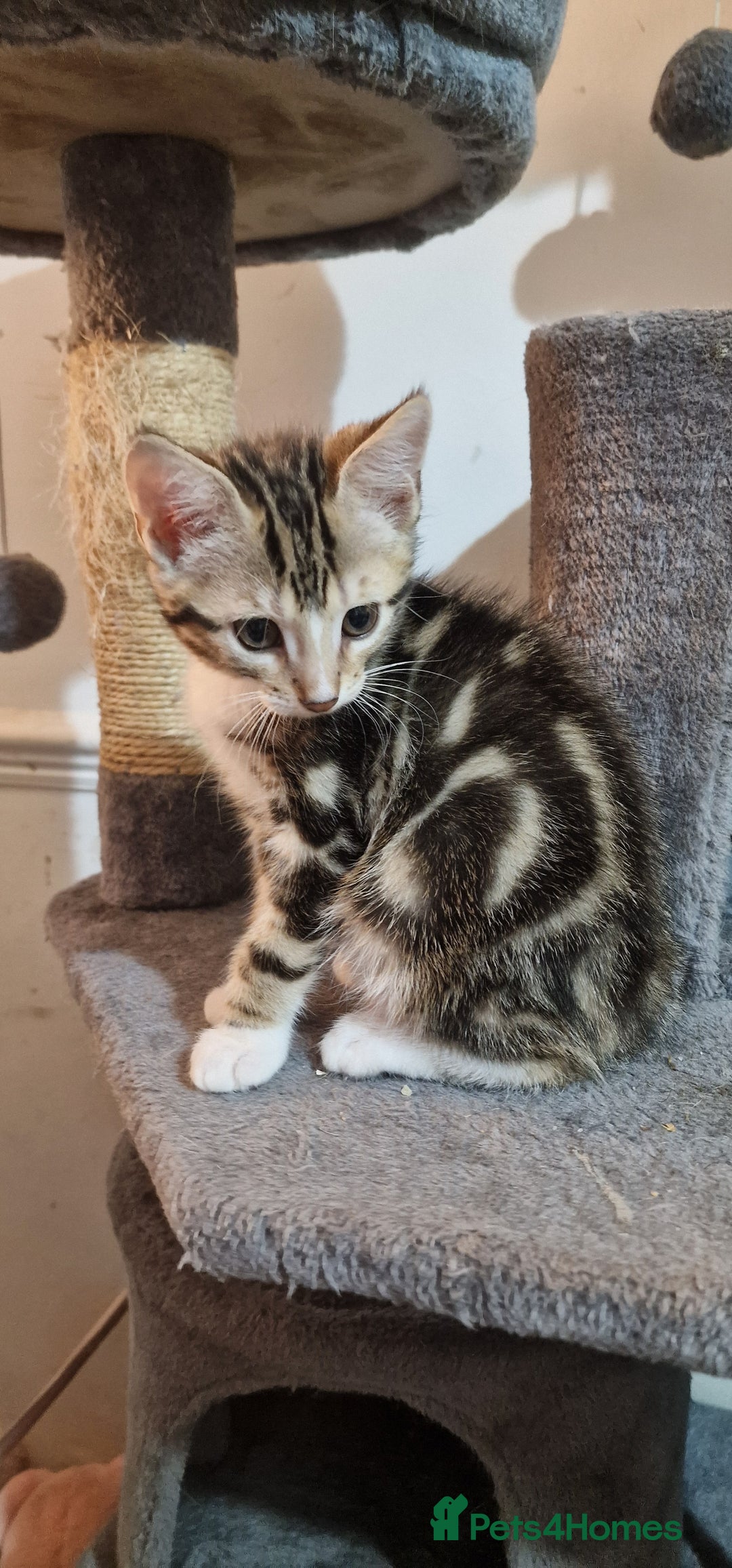 Bengal cats for sale: Gorgeous Bengal/Savannah x DS - Image 12
