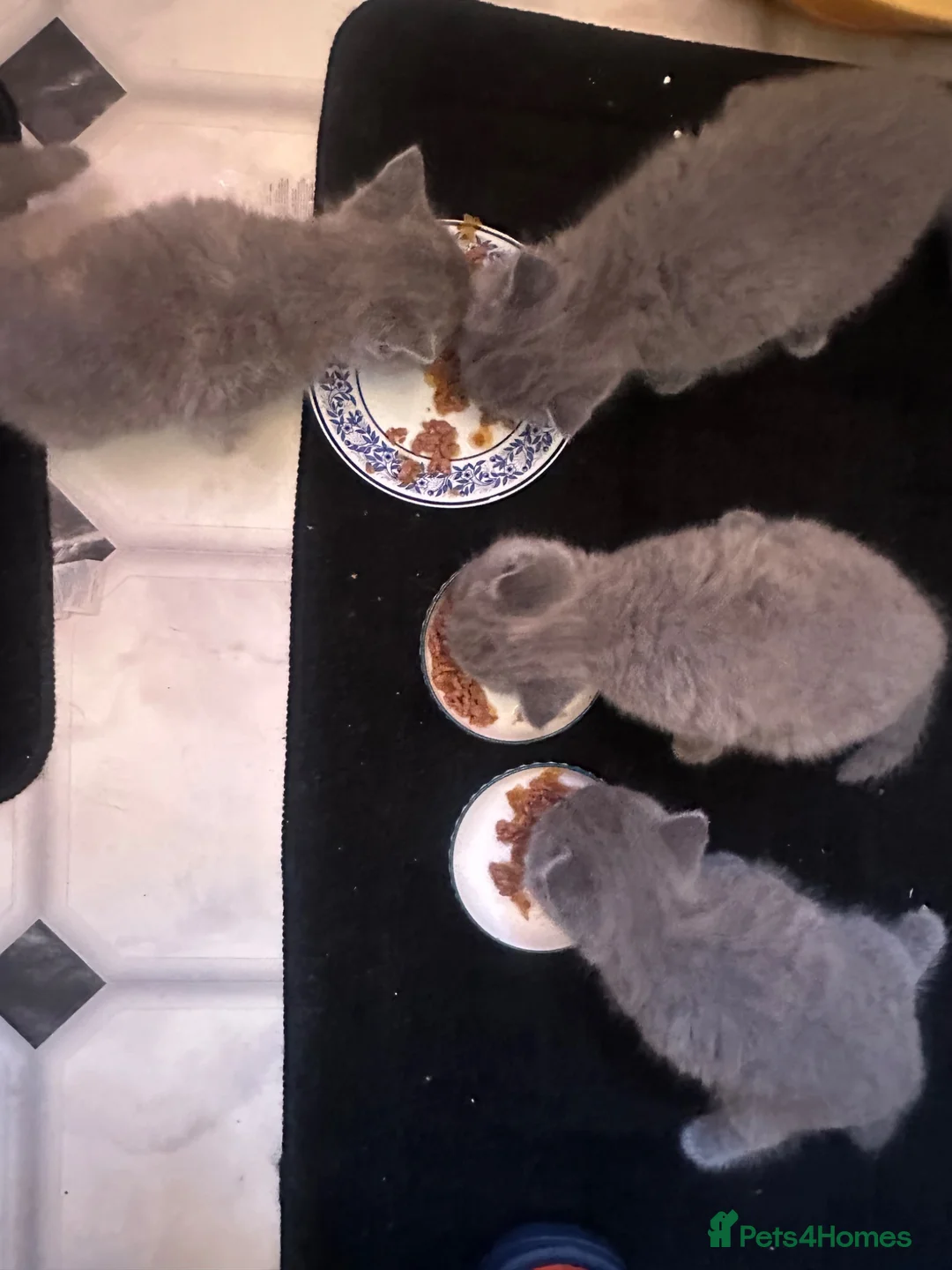 British Shorthair cats for sale: Kitten British shorthair  in London - Advert 11
