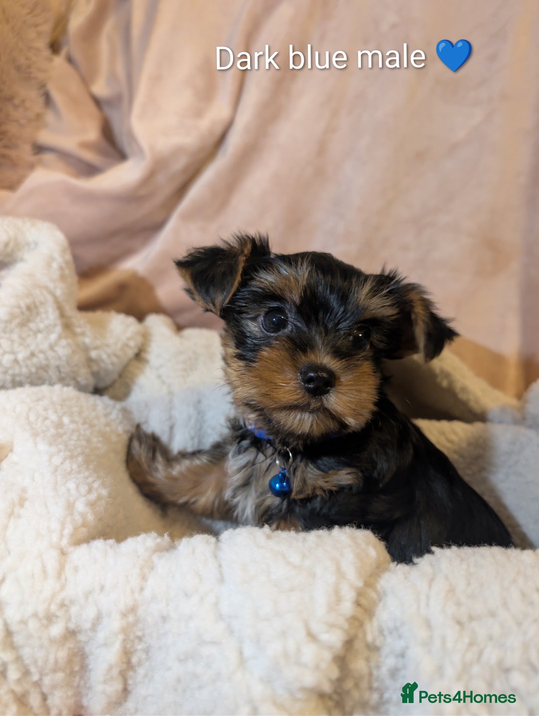 Yorkshire Terrier dogs for sale: Yorkshire Terriers ready for new home  - Advert 8