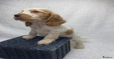 Cocker Spaniel dogs - Advert 7