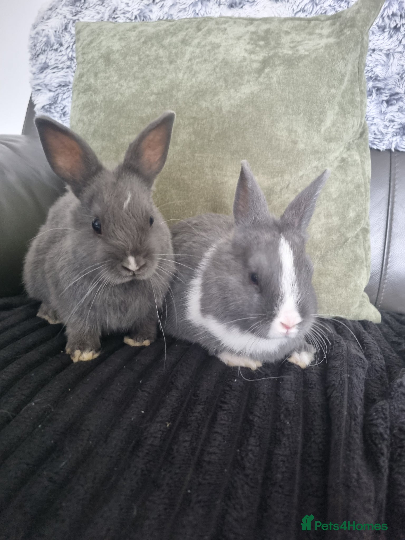 Netherland Dwarf rabbits Netherland dwarf babies for sale - Advert 1