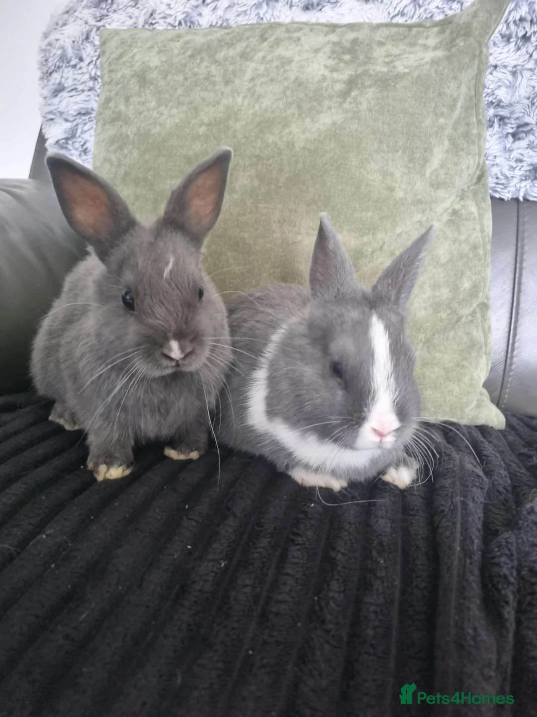 Netherland Dwarf rabbits for sale: Netherland dwarf babies for sale in Normanton - Advert 1