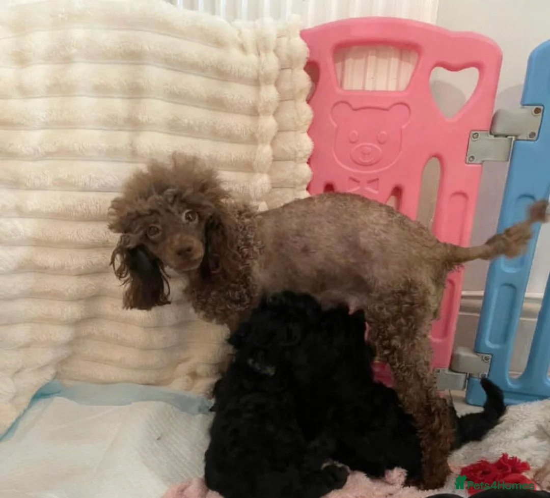 Bordoodle dogs for sale: Bordoodle puppies  - Advert 7