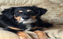 Mixed Breed dogs for adoption: Sweet Bubu Looking For Love  - Image 3