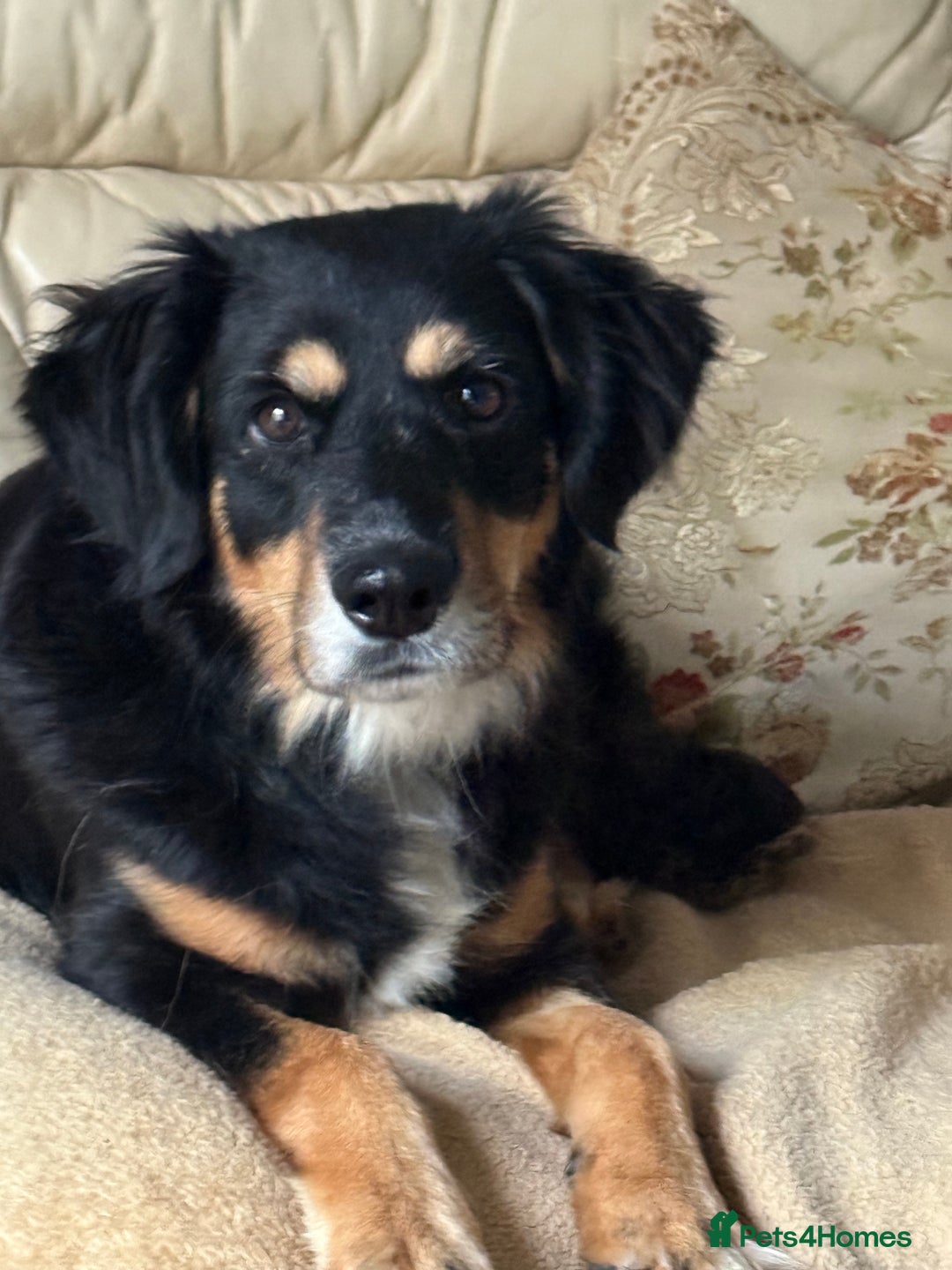 Mixed Breed dogs for adoption: Sweet Bubu Looking For Love  - Image 3