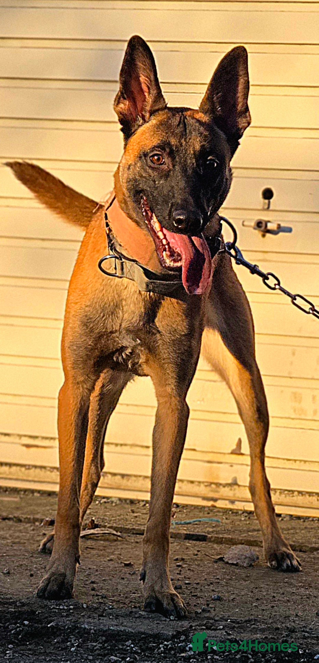 Belgian Shepherd Dog dogs for sale: 🔥 Meet Narla – Young, Driven & Ready to Work! 🔥 - Advert 2