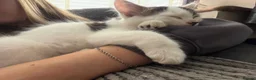 Mixed Breed cats for sale: 2 gorgeous female kittens in Birmingham - Advert 7