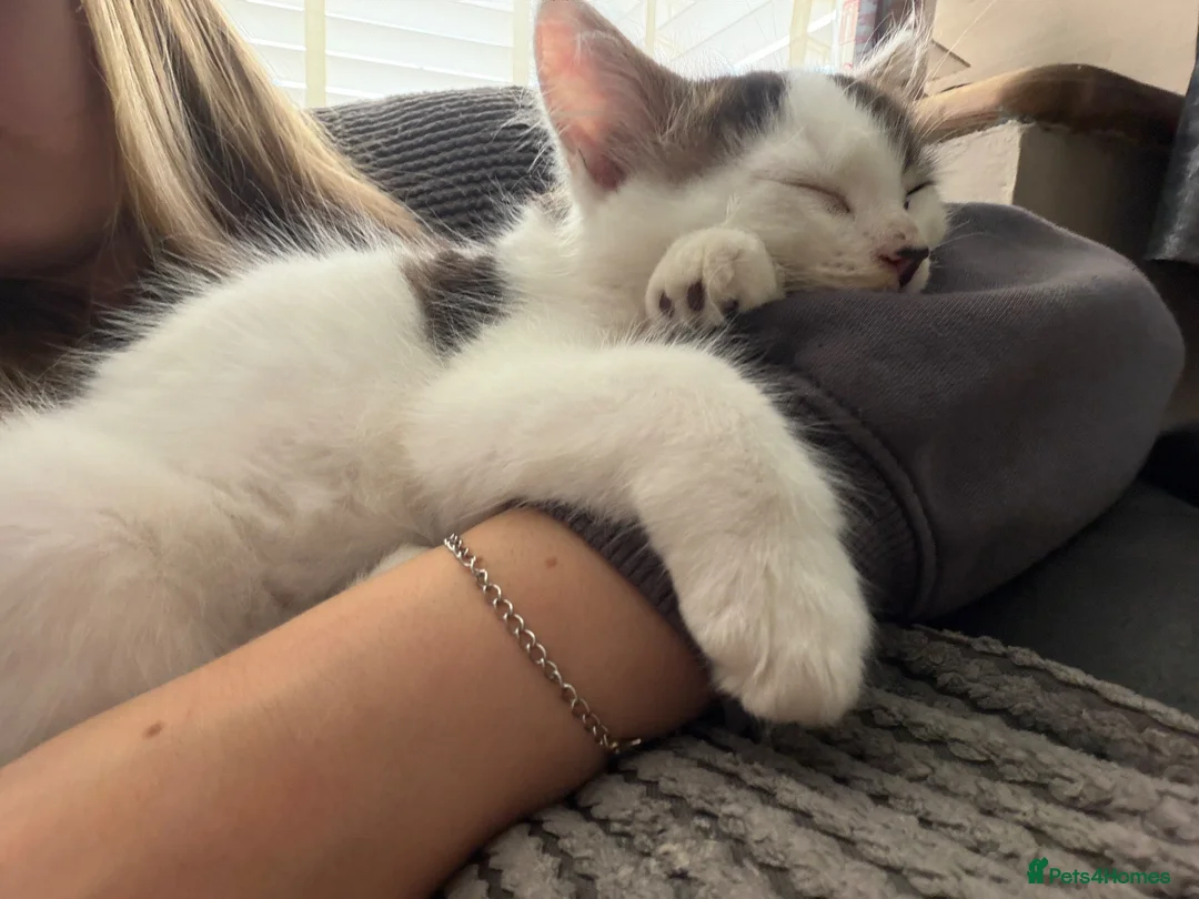Mixed Breed cats for sale: 2 gorgeous female kittens in Birmingham - Advert 7