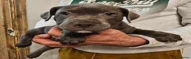 Staffordshire Bull Terrier Boy 3