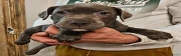 Staffordshire Bull Terrier dogs for sale: Not KC Reg Blue Staffordshire bull terrier boy - Advert 10