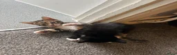 Mixed Breed cats for sale: 3 Gorgeous Female Kittens Ready Now  🐾  - Advert 9