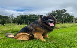 German Shepherd dogs for stud: Kc German shepherd at stud  in Carnforth - Image 1