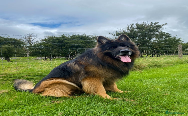 German Shepherd dogs in Carnforth - Advert 12