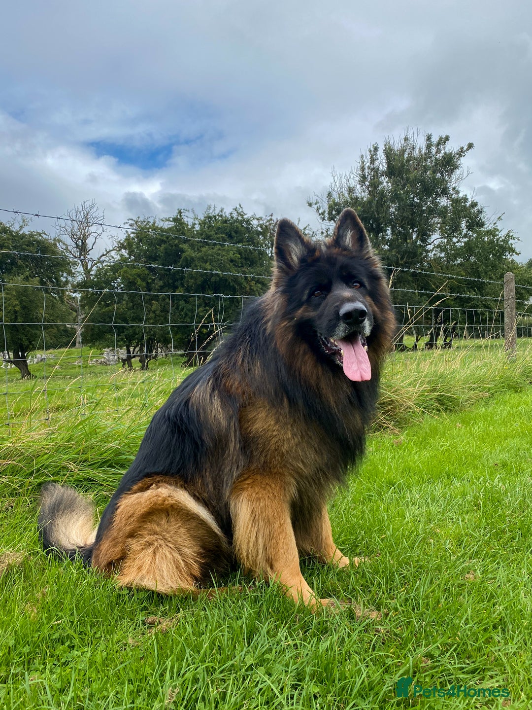 German Shepherd dogs for stud: Kc German shepherd at stud  in Carnforth - Image 1