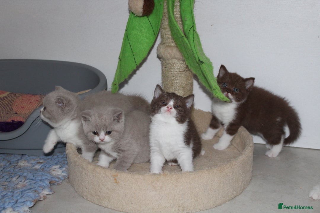 British Shorthair cats for sale: Champion Parents - Bi Colour  British Shorthair  - Image 10