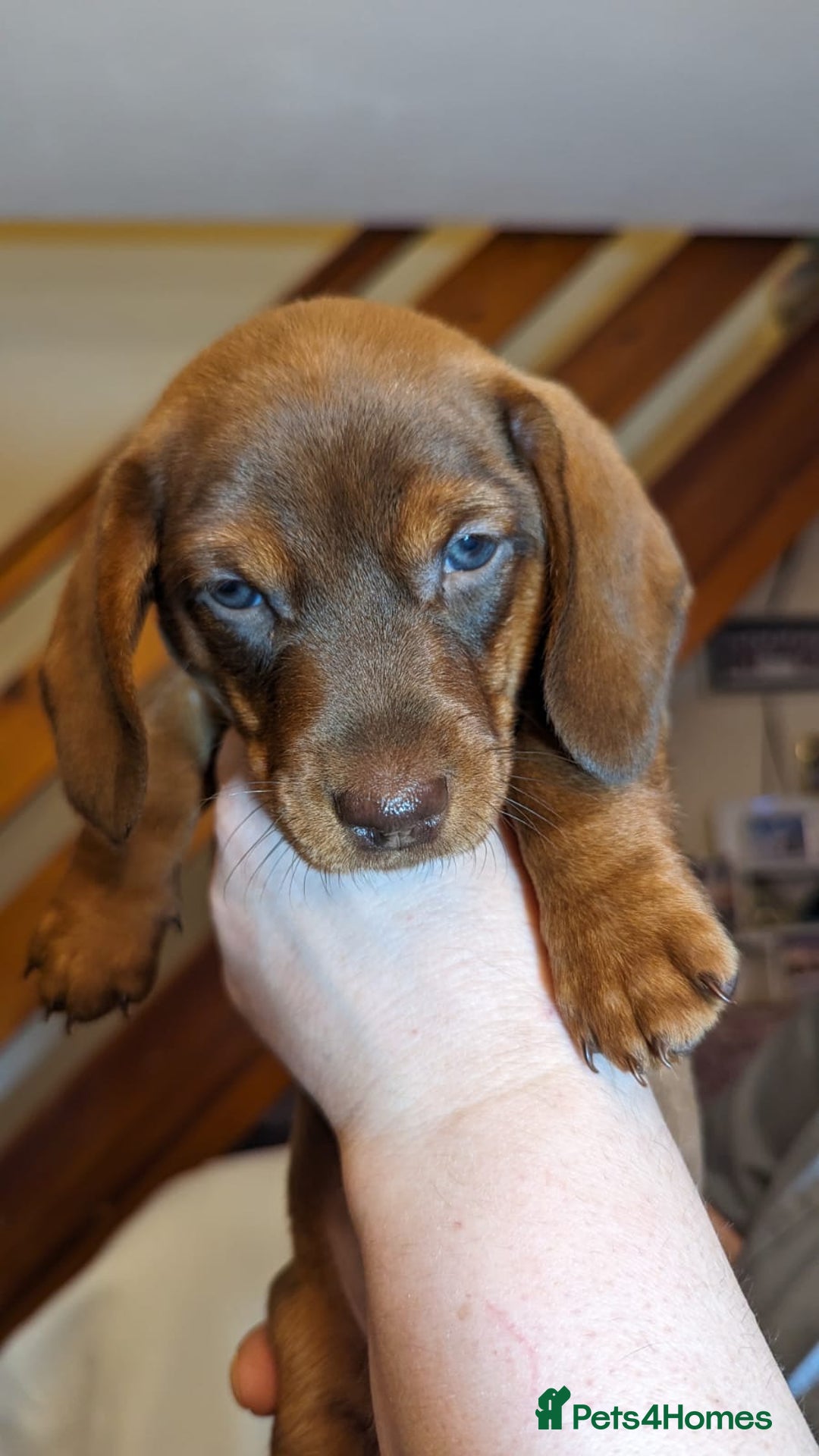 Dachshund dogs for stud: *STUD* mini in Romford - Advert 20